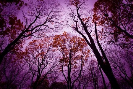  background. Mysterious dead forest. Purple color. の写真素材
