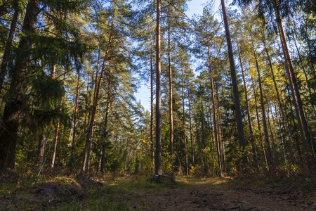 road in the conifers forest, Russia in summer,