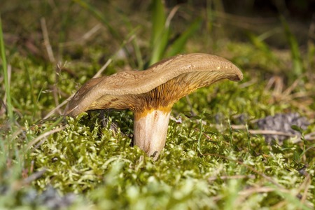broun mushroom Paxillus involutus in mossの写真素材