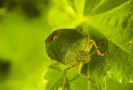 green bug Palomena prasina lookingの写真素材
