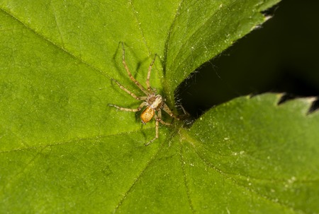 philodromid crab spider on the leaf of Alchem?lla in Russiaの写真素材