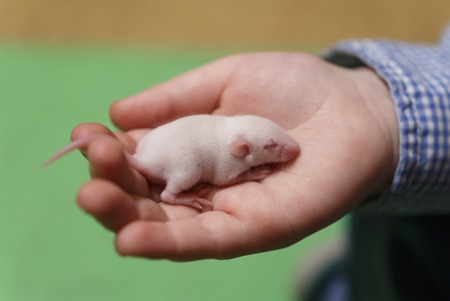 Little newborn mouse with closed eyes on childs handの写真素材