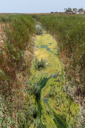 Stream with green water full of algaeの写真素材