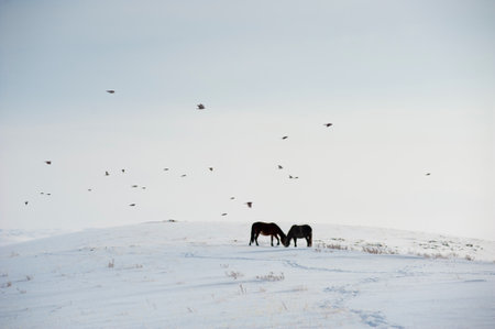 Horses on a snowy meadow in winter, Iceland, Europeの写真素材