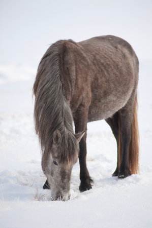 Icelandic horse in a snowy field in winter. Iceland.の写真素材
