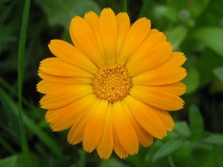 Flowers of Ulyanovskの写真素材
