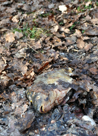 Dead Christmas carp thrown into the woods. Waste, cruelty, disrespect for animals ...の写真素材