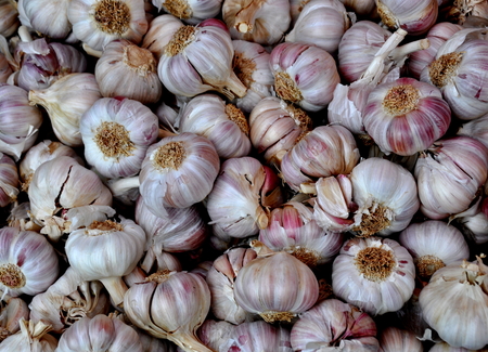 Garlic on the marketの写真素材