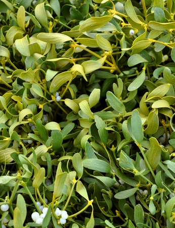 Christmas mistletoe on the market ..の写真素材