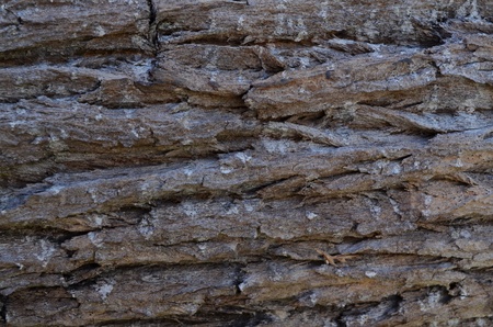 log and grass