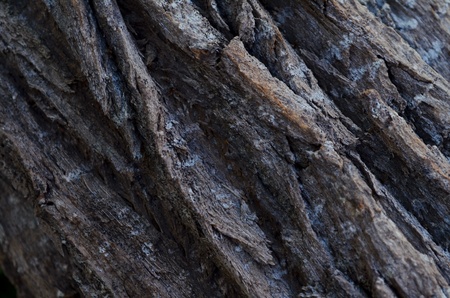 log and grassの写真素材