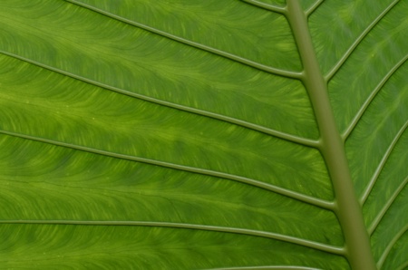 green taro leafの写真素材