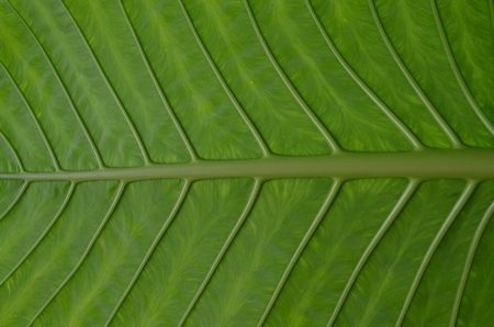 green taro leafの写真素材