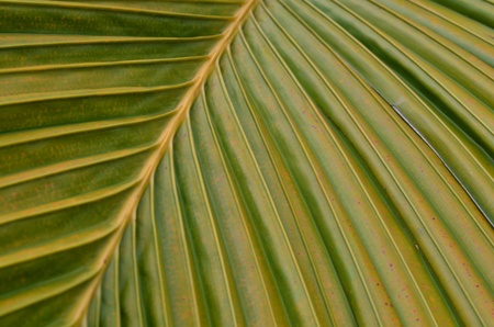 coconut leafの写真素材