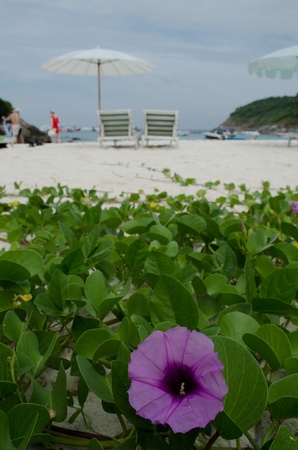 purple morning glory at rayaislandのeditorial素材
