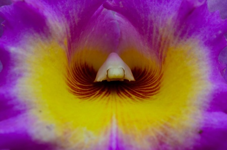 orchid in Thailandの写真素材