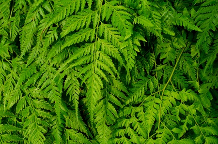 fernの写真素材