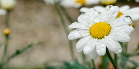 wet flower in a gardenの写真素材