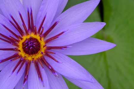 purple water lilyの写真素材