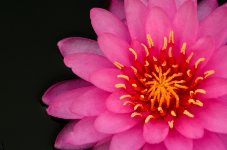 colorful water lilyの写真素材