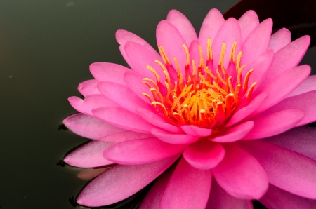 pink water lilyの写真素材