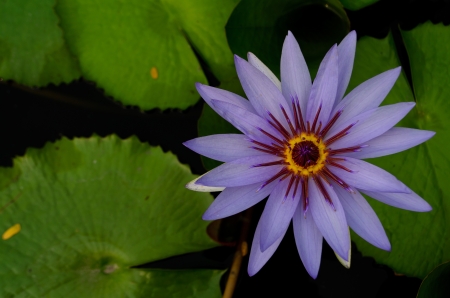 colorful water lilyの写真素材