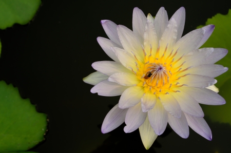 blossom water lily and beeの写真素材