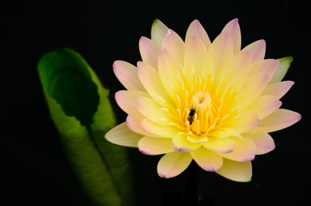 colorful water lily and beeの写真素材