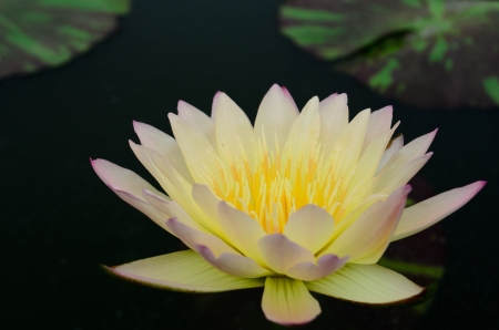 water lily in Thailandの写真素材