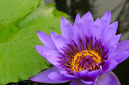 purple lotusの写真素材