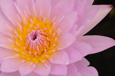 pink water lilyの写真素材