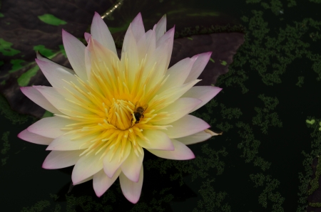 blossom water lily and beeの写真素材