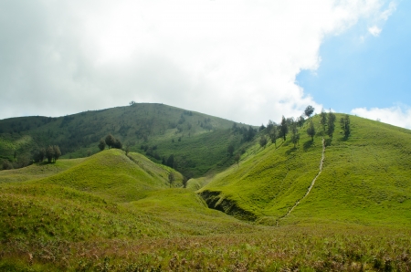grassland at Mount Bromo, Java, Indonesiaの写真素材