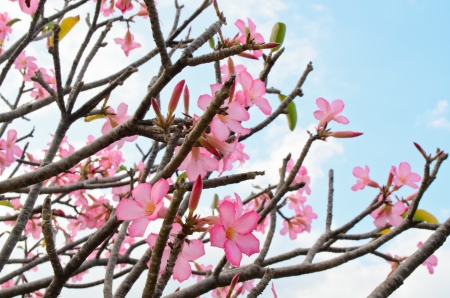 pink adeniumの写真素材