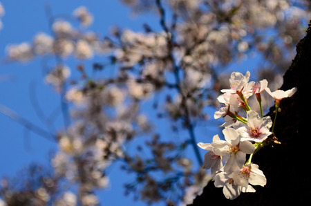 white sakura cherry blossomの写真素材