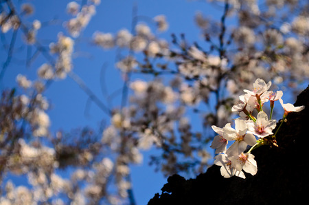 pink Sakura cherry blossomの写真素材