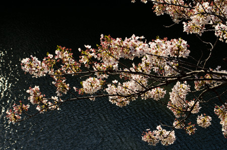 pink Sakura cherry blossomの写真素材