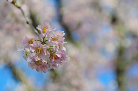 pink Sakura cherry blossomの写真素材