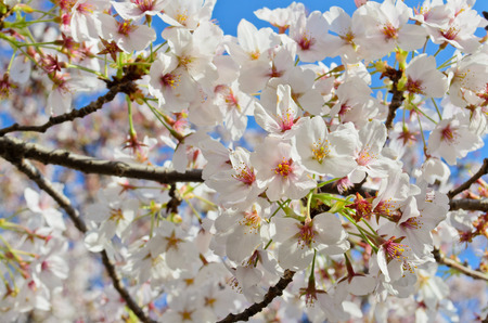white sakura cherry blossomの写真素材