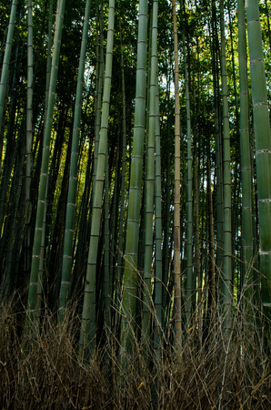 bamboo grove in Japanの写真素材
