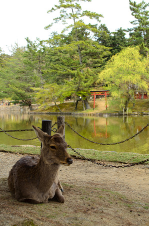 deer in Naraの写真素材