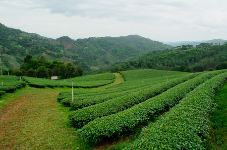tea plantationの写真素材