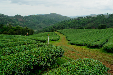 tea plantationの写真素材