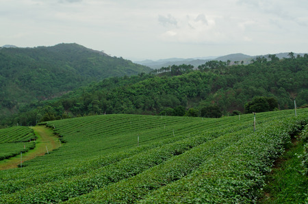 tea plantationの写真素材