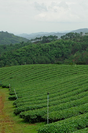 tea plantationの写真素材