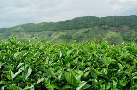 tea plantationの写真素材