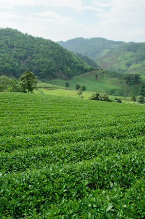 tea plantationの写真素材