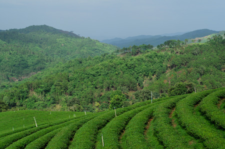 tea plantation in Thailandの写真素材