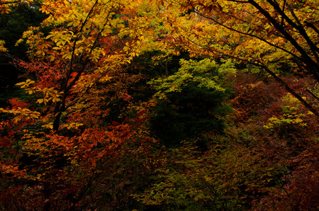 red leaf in Nikkoの写真素材