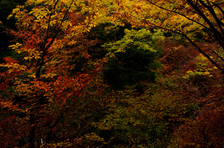 red leaf in Nikkoの写真素材